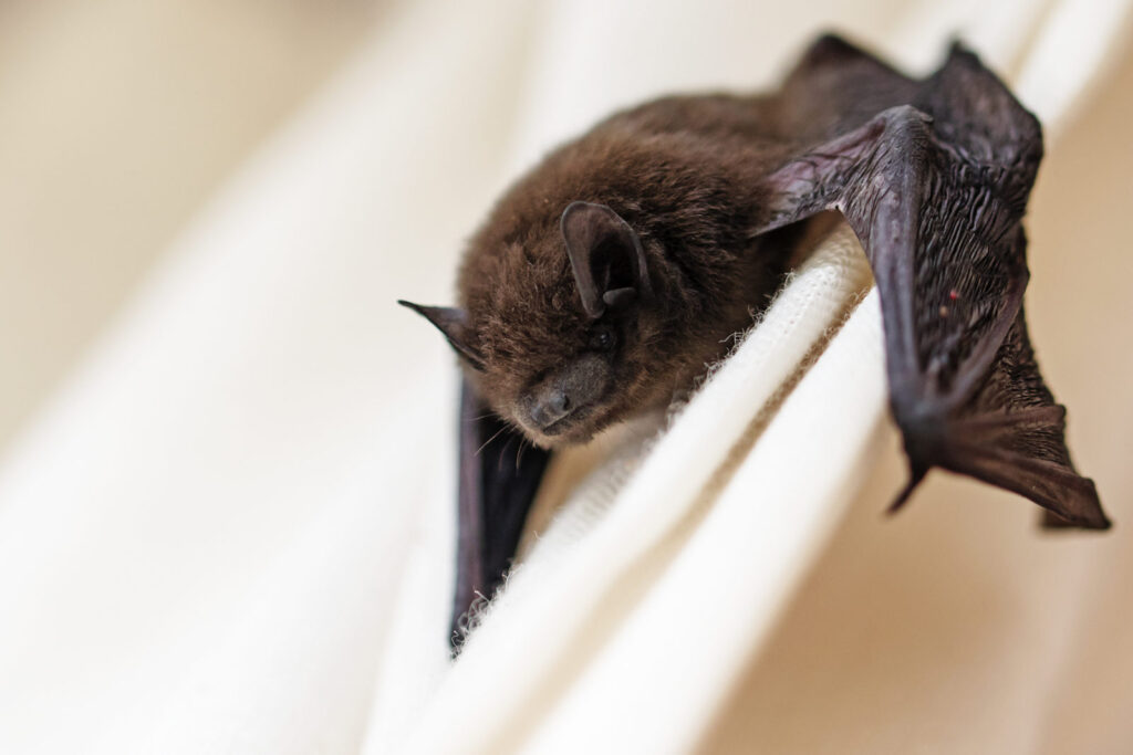 Best Time for Bat Removal