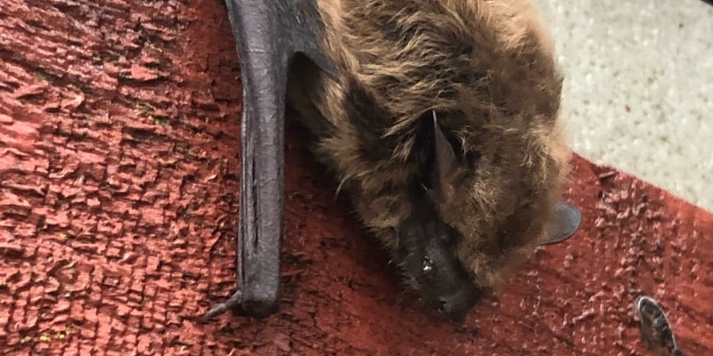 How to Tell If You Need Professional Bat Removal in Ontario