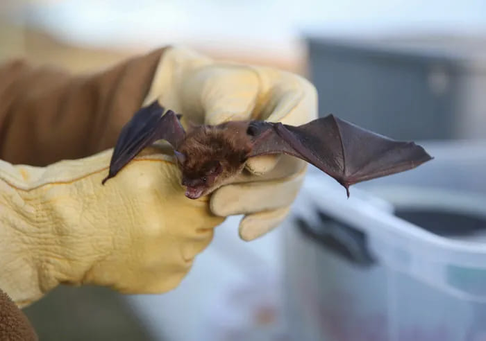 Why Bat Infestations Are a Growing Concern in Ontario