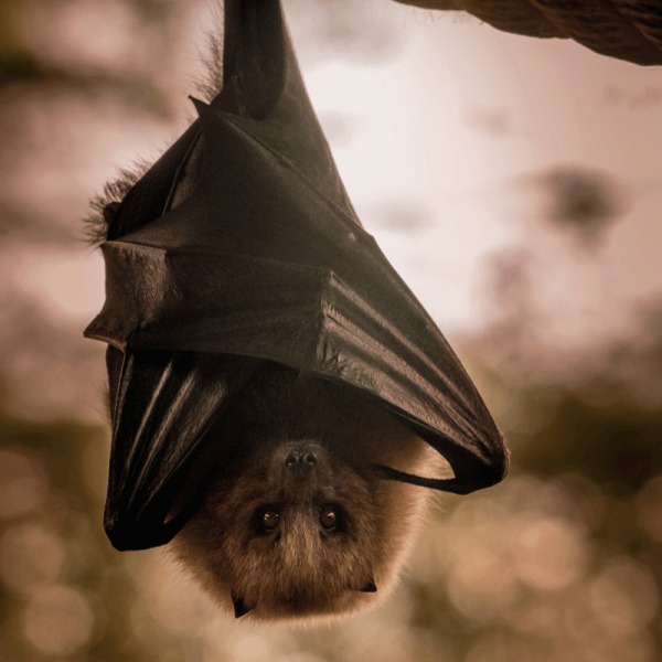 bat removal services Ontario