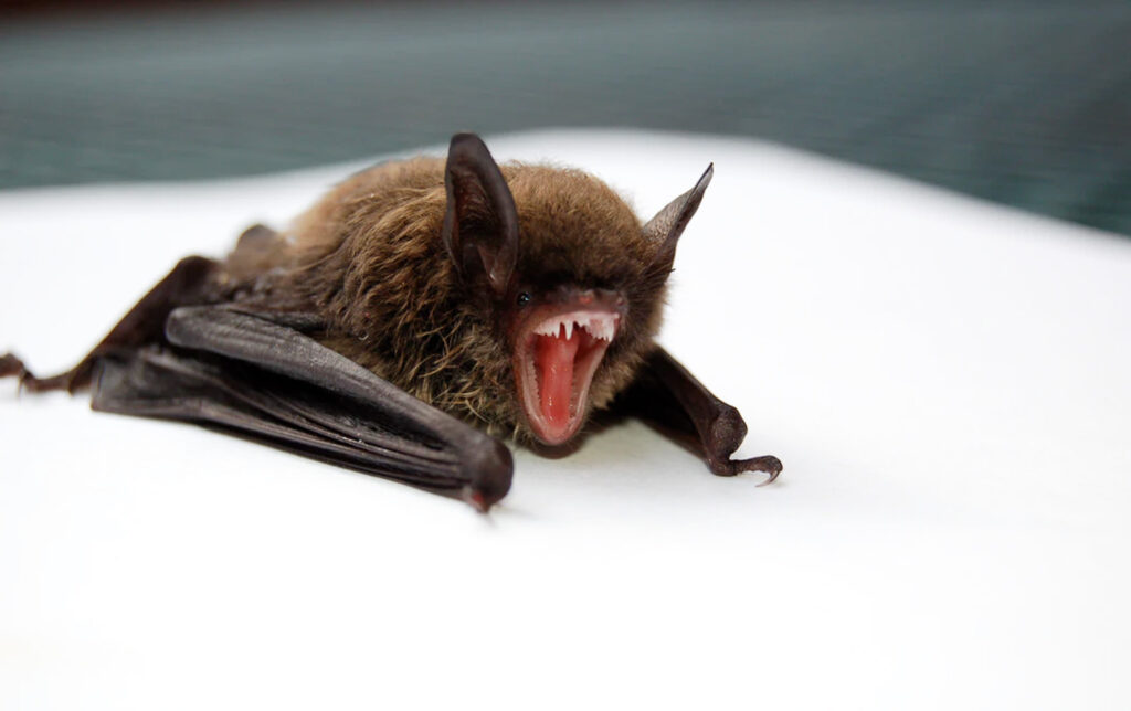 Are Bats in Ontario Homes Dangerous Health Risks You Should Know