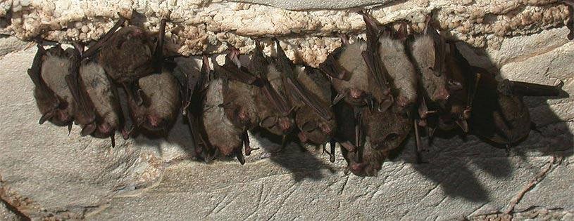 Main Health Risks Linked to Bats in Homes