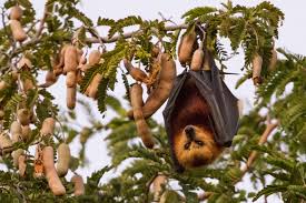 Why Bats Choose Ontario Homes in Spring and Summer