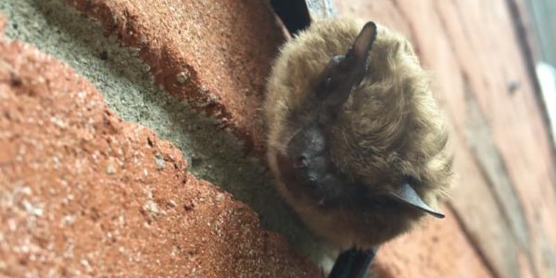 What to Expect During a Professional Bat Removal Service in Ontario