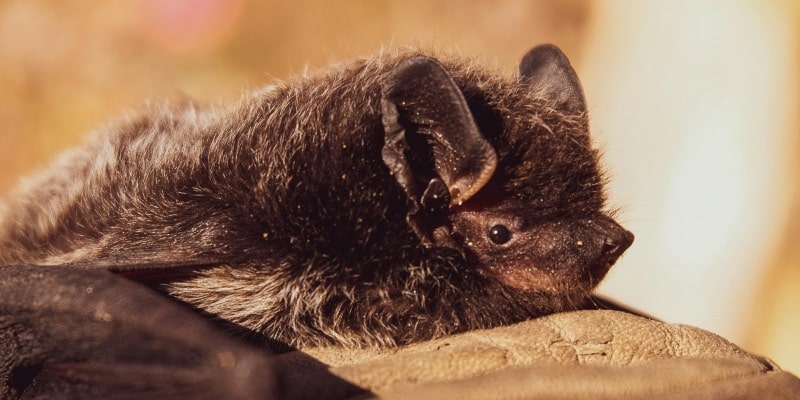 Seasonal Bat Activity in Ontario